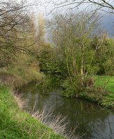 River Crane